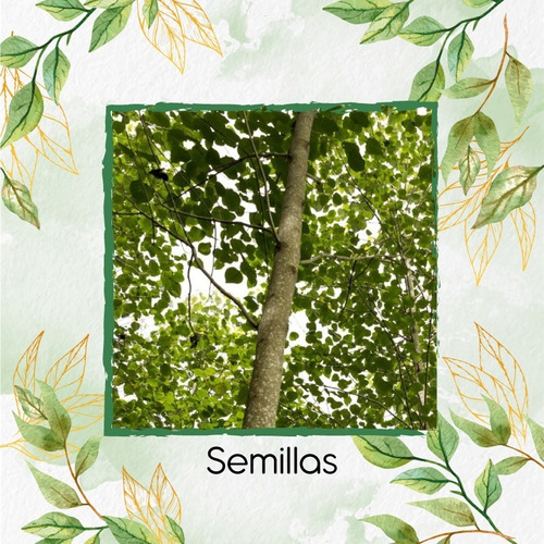 5 Semillas De Árbol Melina Rodal