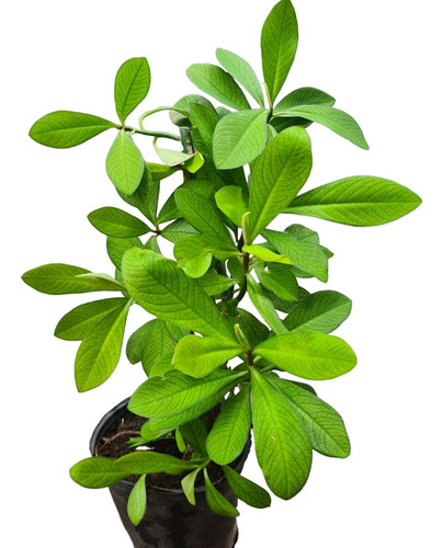 Arbol De Interiores O Ext Maceta 3l Euphorbia Granthii Xl