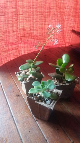 Plantas Tunas Decorativas Ideales Souvenirs