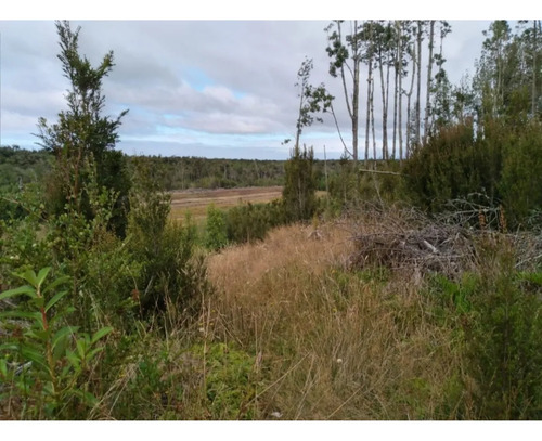 Parcela Con Bosque Nativo En Quemchi - Austral Partners
