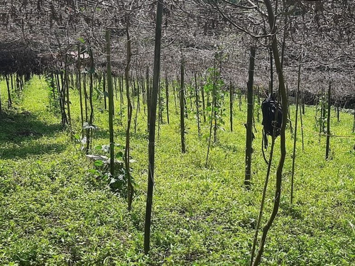 Imagem 26 de 27 de Chácara Com 2 Dormitórios À Venda, 10000 M² - Bairro Da Barra - Sarapuí/sp - Ch0534