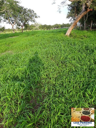 Imagem 9 de 15 de Fazenda À Venda No Vale Do Araguaia - T0 - 36 Alqueirões (dupla Aptidão) - 1675
