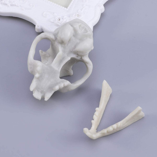 Winomo Resina Fortune Cat Cráneo Esqueleto Modelo