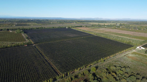 Finca De Viñedos De 24 Has. En Cuadro Bombal
