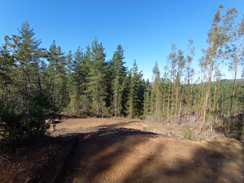 La Reserva Tunquén: Vendo Parcelas C/rol Planas Con Bosques.