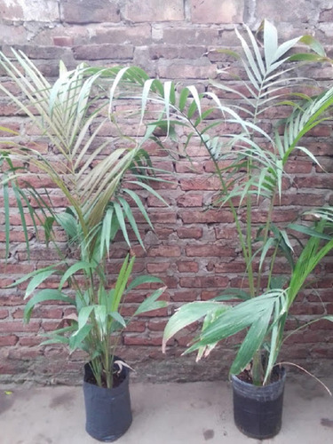 Plantas Jacarandá 140/170cm 7lts Ver Oferta*