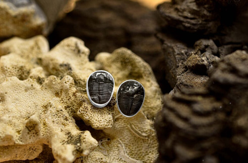 Aretes De Trilobites Fósiles En Plata De Ley
