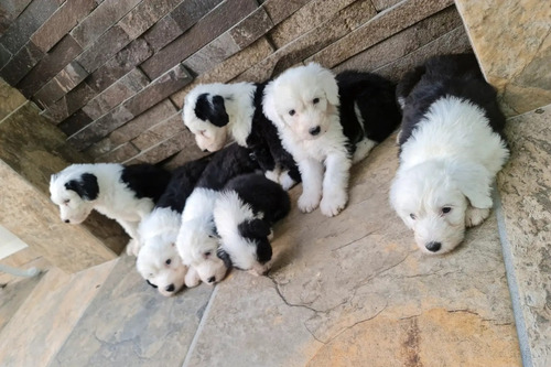 Imagen 2 de 3 de Cachorros Pastor Ingles A300 Por Cada Perrito