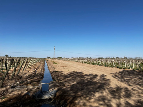 Excelente Oportunidad - Campo En Plena Producción