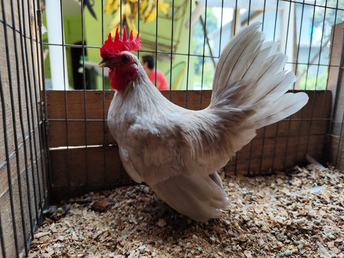Gallito Kikiriki