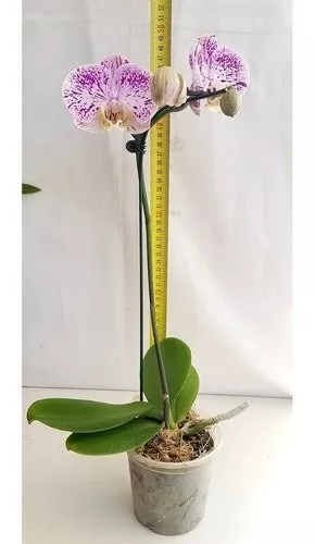 Orquídea Phalaenopsis Flor Lilás E Branca ! Planta Adulta !