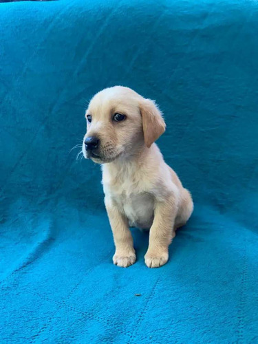 Cachorro Labrador