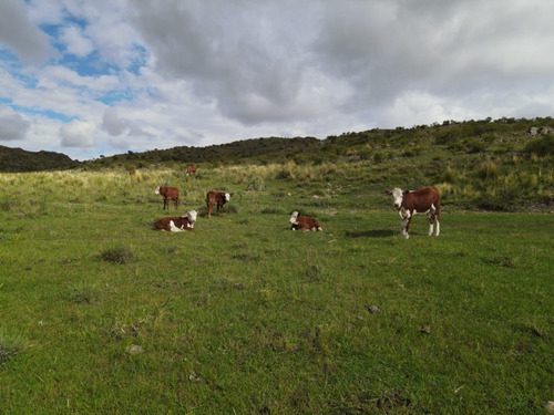 Terreno 1 Hectárea Paso Del Rey , Éjido Trapiche,san Luis Argentina