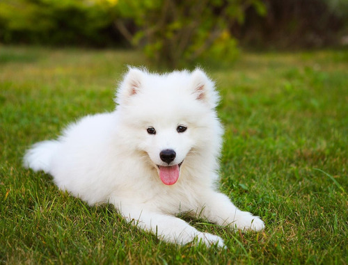 Espectaculares Cachorritos Samoyedo,puros Con Garantía!