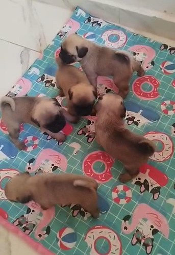 Filhote De Pug