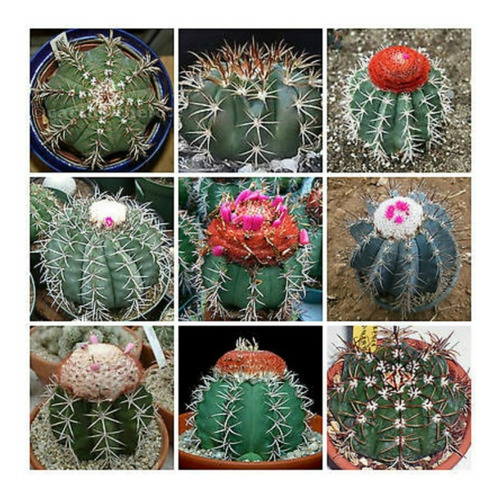 Semillas De Cactus Melocactus Mix Surtidas Raras Exoticas