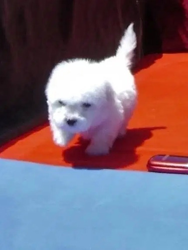 Imagen 2 de 2 de Cachorros French Minitoy