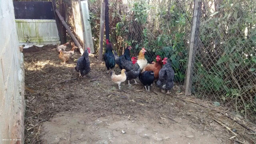 Chácara Para Venda Em Atibaia, Portão - 068_1-1751182