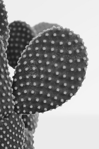 Planta Cactus Opuntia, Alas De Ángel, Orejas De Conejo Nopal