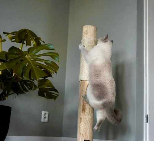 Poste Rascador Para Gato 100% Natural Tronco Árbol Yute
