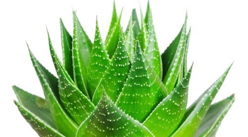 Imagem 4 de 5 de Óleo Ozonizado De Aloe Vera Com Camomila 60ml Anti Acne