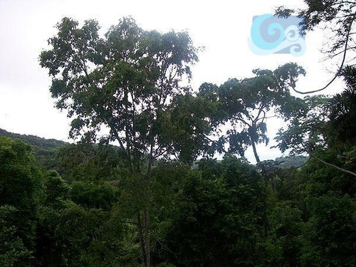 Imagem 15 de 23 de Casa A Venda Sitio São Pedro - Guarujá - Ca0163