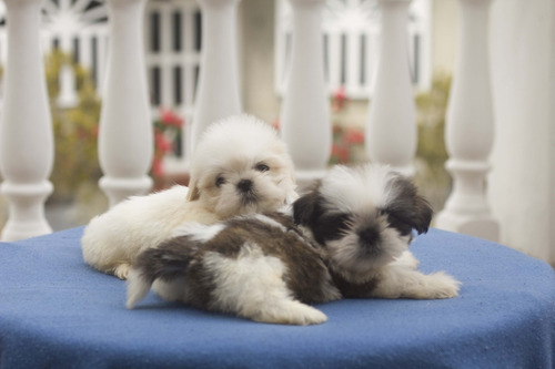 Shih Tzu Machos