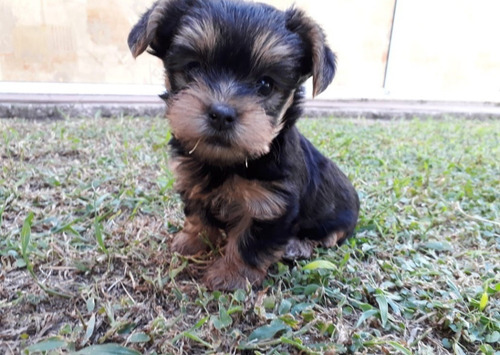Imagen 7 de 8 de Hermosos Yorky ( Yorkshire ) Mini Para Reservar (leer Mas)