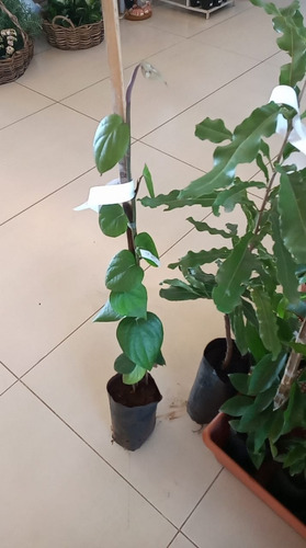 Muda De Pimenta Do Reino Trepadeira