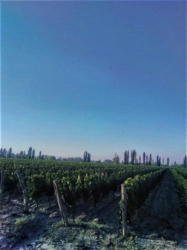 Imagen 4 de 7 de Finca En Venta -la Consulta, Valle De Uco Mendoza