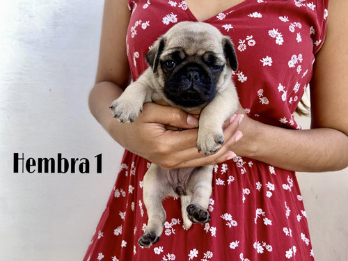 Cachorras De Pug Con Pedigree De 2 Meses - Última!