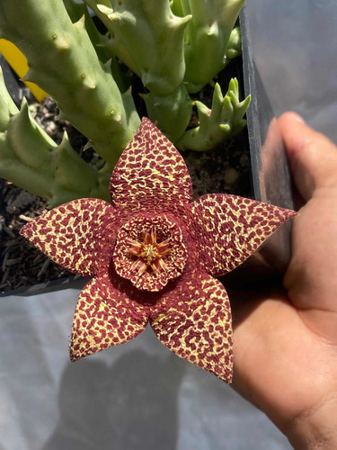 Orbea Variegata Rancho Vista Flor Dragão Ascleps Suculenta