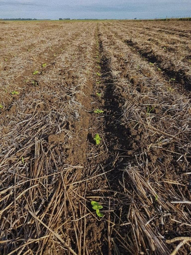 Imagen 8 de 9 de 66 Hectareas Agricolas -ganaderas, En Venta, Balcarce