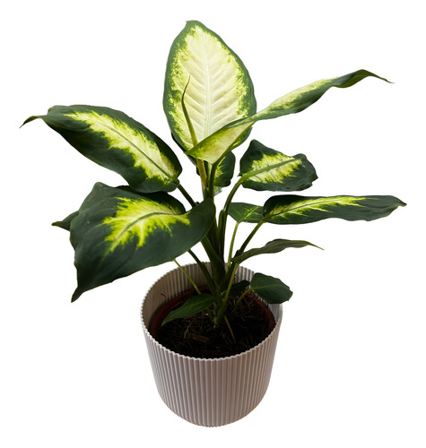 Dieffenbachia Jupiter M14 Planta De Interior