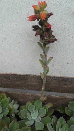 Echeveria Pulvinata Frosty 