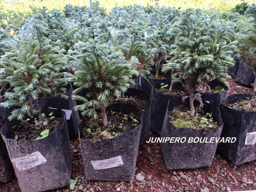 Imagen 4 de 6 de Lote De Arbolitos Para Bonsai Hinoki Cedro Japónes Juniperos