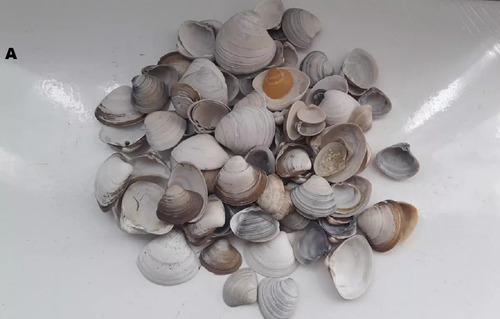 Caracoles Conchas Marinas Naturales - 2 A 5 Cm-lote X 200 (Usado)