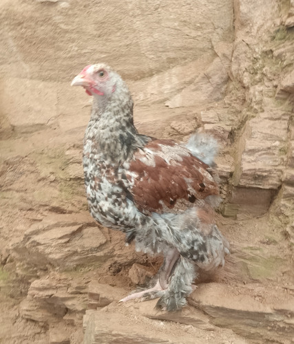 Gallos Gigante De Raza Jersey (Usado)