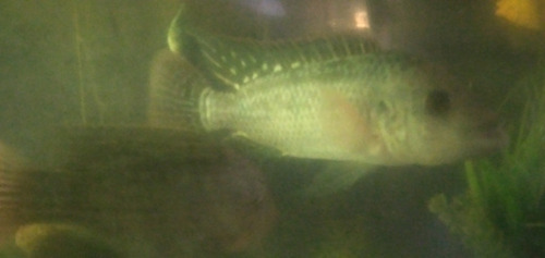 Imagen 3 de 4 de Peces Vivos