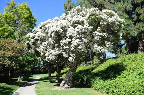 Árbol Del Té Melaleuca