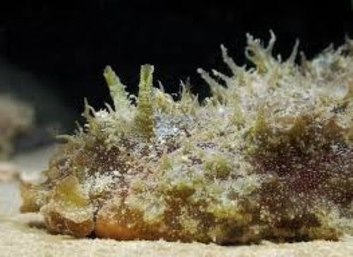 Invertebrado Marino - Dolabella Auricularia