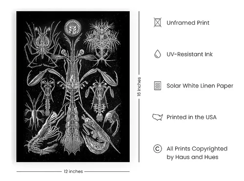 Haus Y Hues Haeckel Imprime Arte Mural Gótico - Arte Mural E