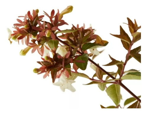 Abelia Grandiflora 10lts