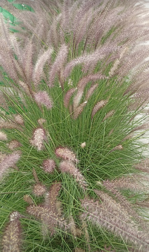 Cenchrus Setaceus, Pasto Cola De Zorro, 200 Semillas, Nv