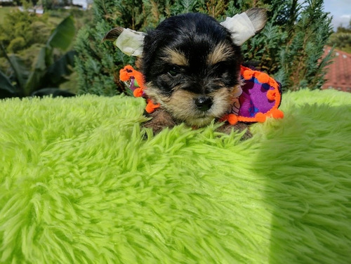 Cachorro Yorkshire Terrier 