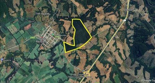 Campo Forestal Con Eucaliptos, De 67 Hás En Reumén, Paillaco