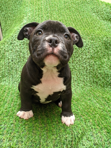 Imagen 4 de 5 de Exotic Bully 940545525 Cachorra Hembra