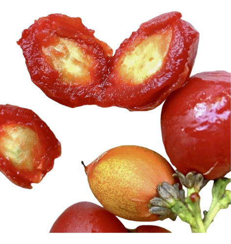 Planta Bunchosia Argentea ( Ciruela De Fraile)