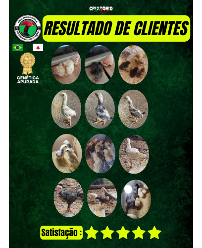 10 Ovos Férteis Do Legítimo Galo Mura Brasileiro Costeiro
