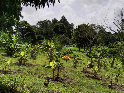 Imagen 3 de 5 de Se Vende Finca En La Toscana Ve01-0304lt-rcor